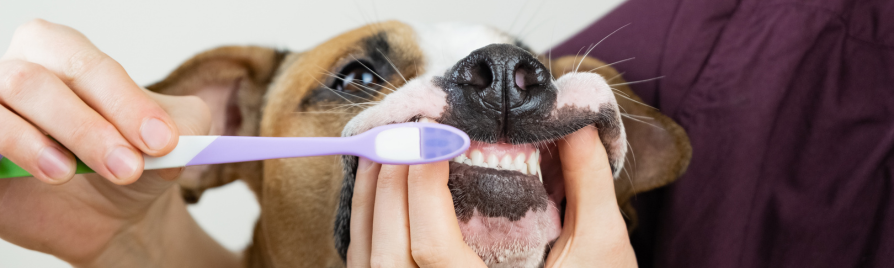 cuidado dental perros