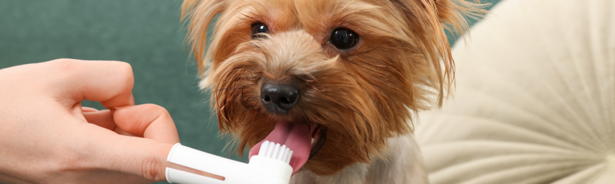 cuidado dental perros