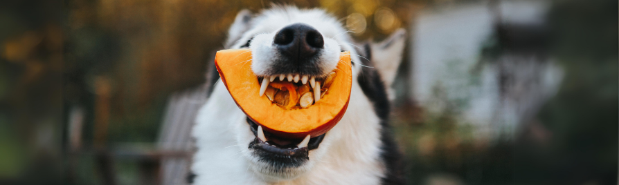 comida vegana para gatos