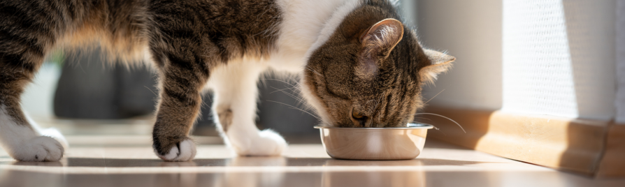 comida vegana para gatos