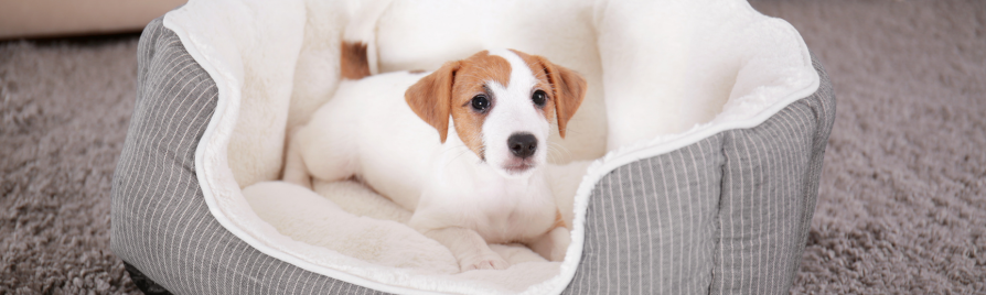 cuánto cuesta mantener un perro al año