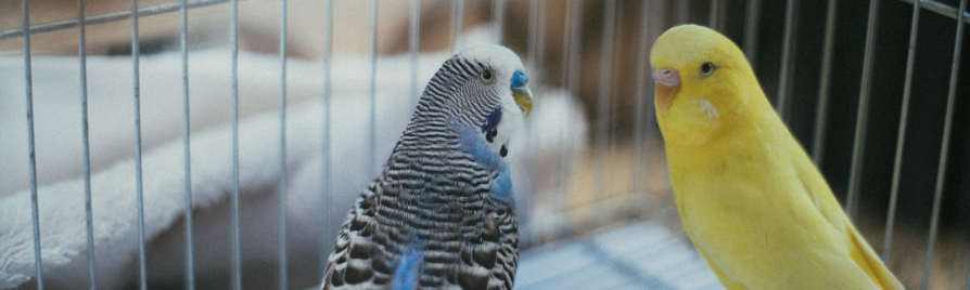 aves de mascotas