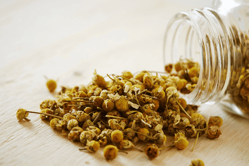 Planta de manzanilla