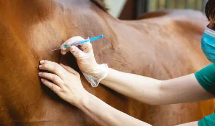 medicamentos veterinarios