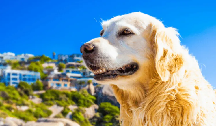 Cómo reconocer y evitar un golpe de calor en mascotas?