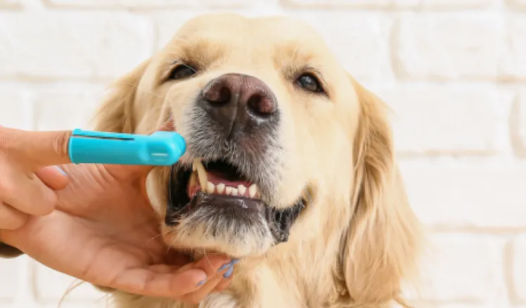 Cuidado dental de perros 