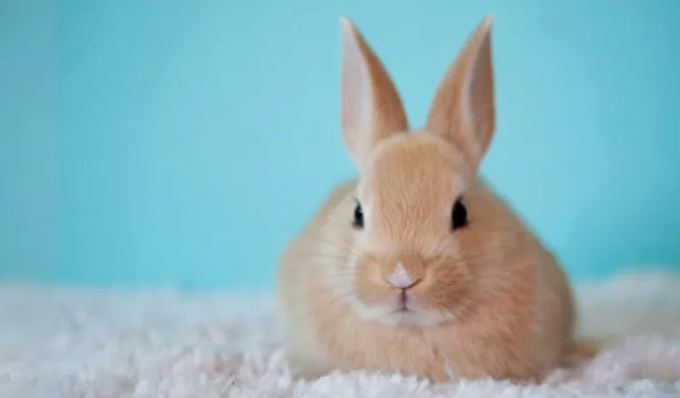 conejo mascota