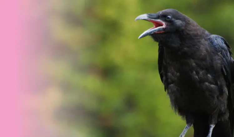 Aves urbanas, resistencia a los antibioticos