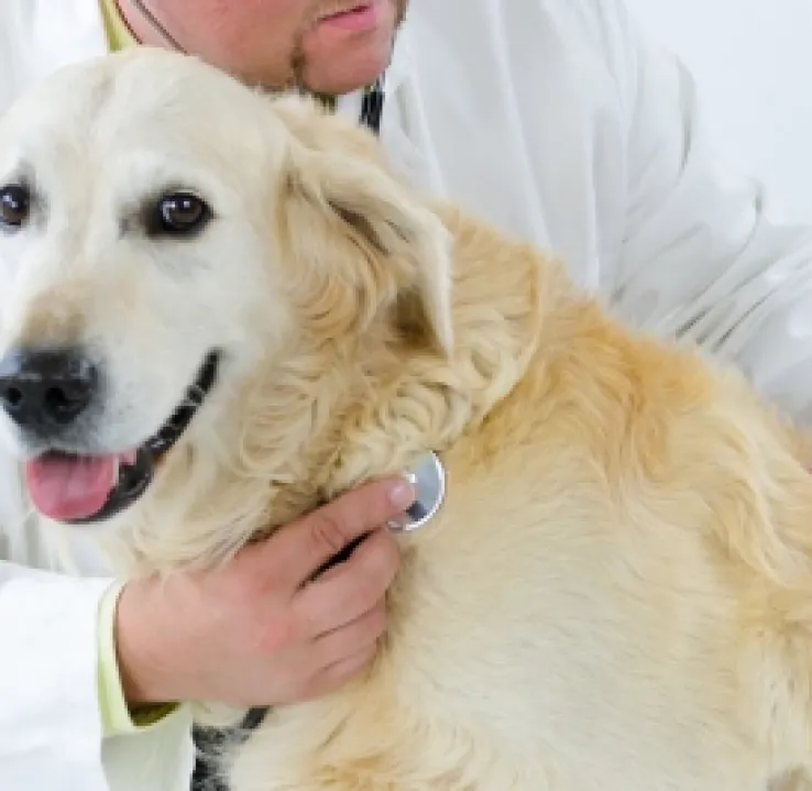 Curso de Marketing y Ventas en Clínicas Veterinarias